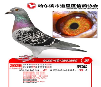 道里五关鸽王60组43名(200组38名)