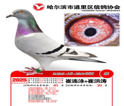 道里五关鸽王60组45名(200组39名)