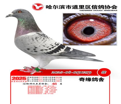 道里五关鸽王60组48名