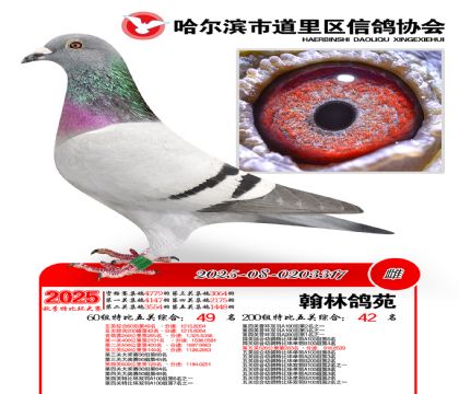 道里五关鸽王60组49名(200组42名)