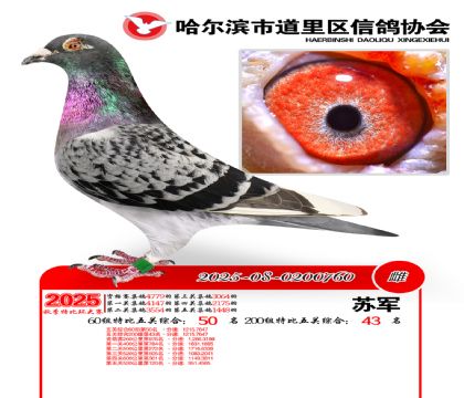 道里五关鸽王60组50名(200组43名)