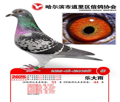 道里五关鸽王60组51名(200组44名)