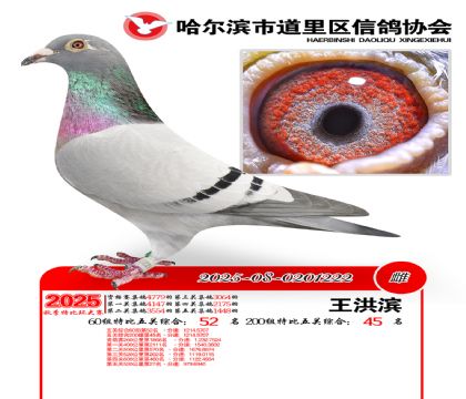 道里五关鸽王60组52名(200组45名)