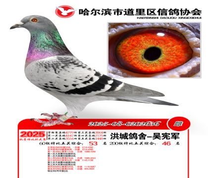 道里五关鸽王60组53名(200组46名)