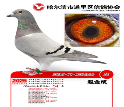 道里五关鸽王60组54名