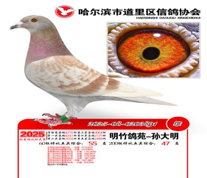 道里五关鸽王60组55名(200组47名)