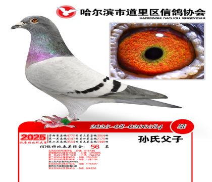 道里五关鸽王60组56名