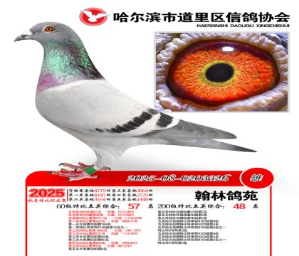 道里五关鸽王60组57名(200组48名)