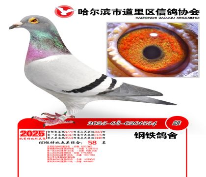 道里五关鸽王60组58名