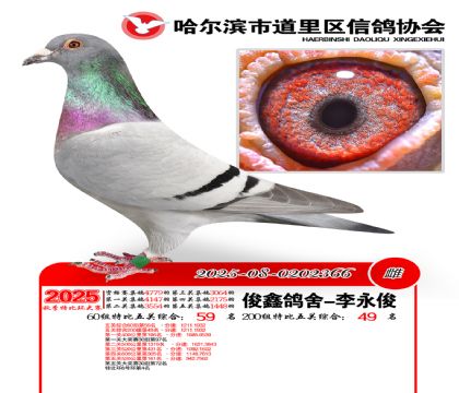 道里五关鸽王60组59名(200组49名)