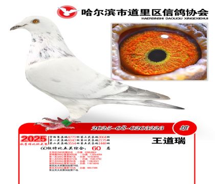 道里五关鸽王60组60名