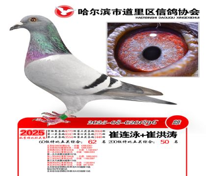 道里五关鸽王60组62名(200组50名)