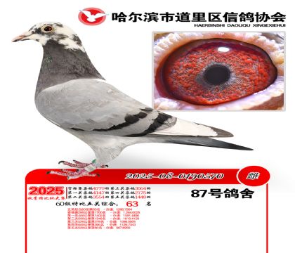 道里五关鸽王60组63名