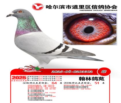 道里五关鸽王60组64名(200组51名)