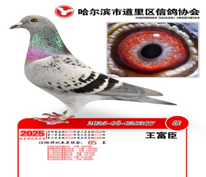 道里五关鸽王60组65名