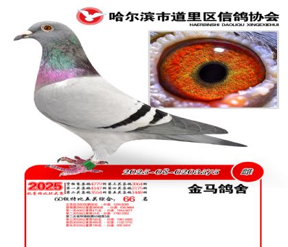 道里五关鸽王60组66名