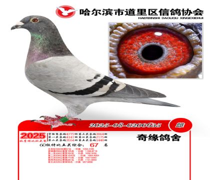 道里五关鸽王60组67名