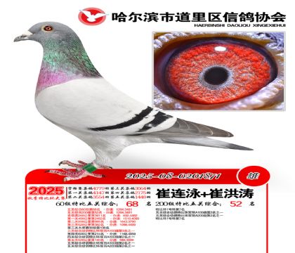 道里五关鸽王60组68名(200组52名)