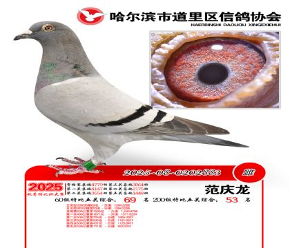 道里五关鸽王60组69名(200组53名)