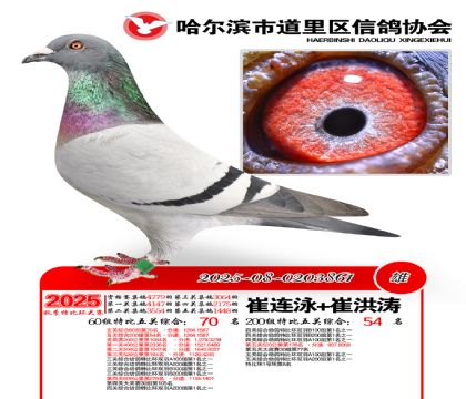 道里五关鸽王60组70名(200组54名)