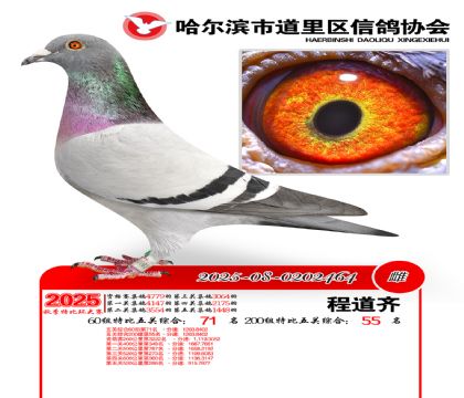 道里五关鸽王60组71名(200组55名)