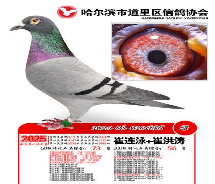 道里五关鸽王60组73名(200组56名)