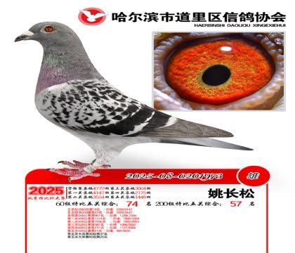 道里五关鸽王60组74名(200组57名)