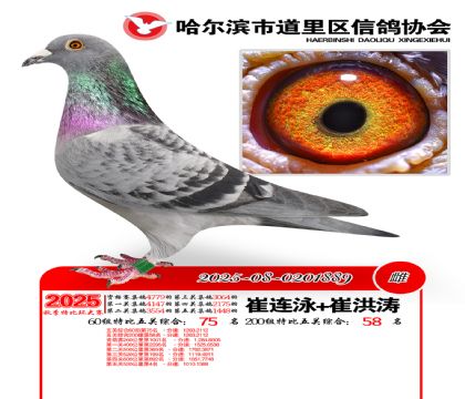 道里五关鸽王60组75名(200组58名)