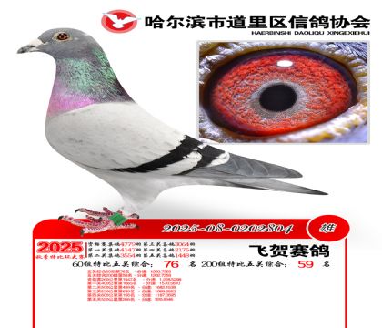 道里五关鸽王60组76名(200组59名)