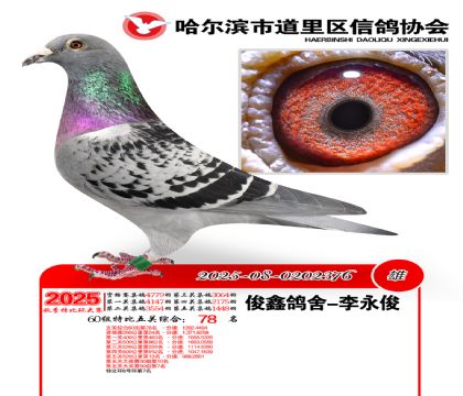 道里五关鸽王60组78名