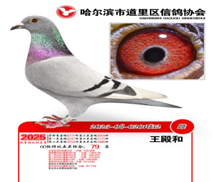 道里五关鸽王60组79名