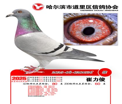 道里五关鸽王60组80名(200组60名)