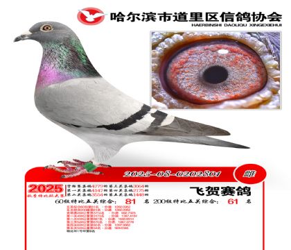 道里五关鸽王60组81名(200组61名)