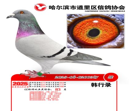 道里五关鸽王60组83名