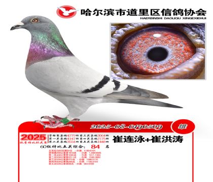 道里五关鸽王60组84名