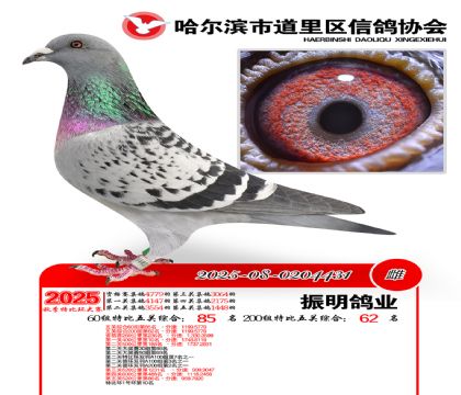 道里五关鸽王60组85名(200组62名)