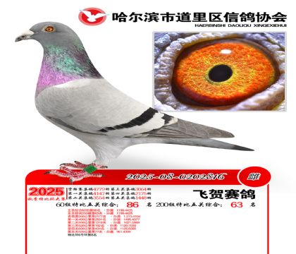 道里五关鸽王60组86名(200组63名)