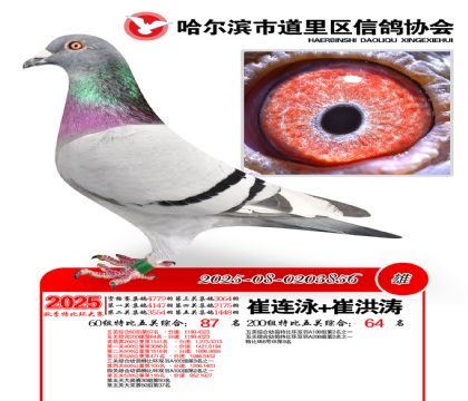 道里五关鸽王60组87名(200组64名)
