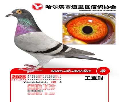 道里五关鸽王60组88名