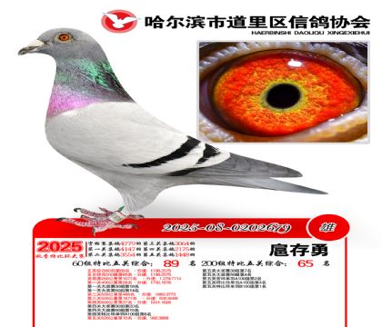 道里五关鸽王60组89名(200组65名)