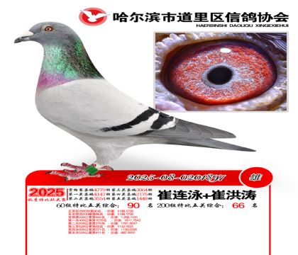 道里五关鸽王60组90名(200组66名)