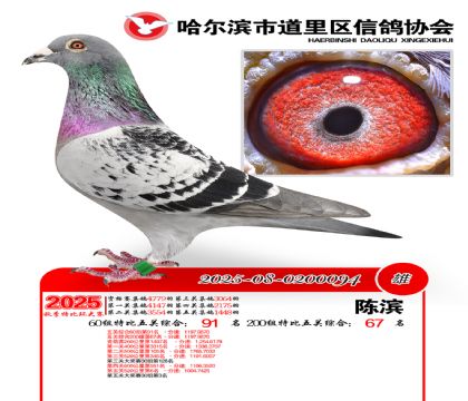 道里五关鸽王60组91名(200组67名)