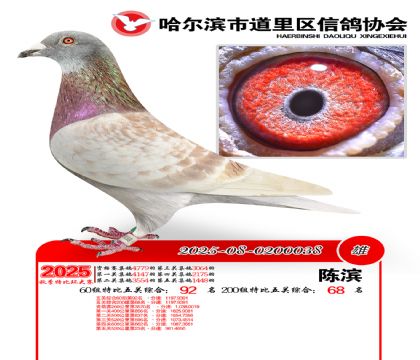 道里五关鸽王60组92名(200组68名)