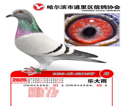 道里五关鸽王60组93名(200组69名)
