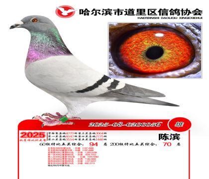 道里五关鸽王60组94名(200组70名)