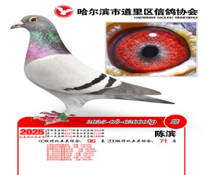 道里五关鸽王60组96名(200组71名)