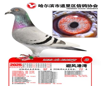 道里五关鸽王60组97名(200组72名)