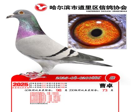 道里五关鸽王60组98名(200组73名)