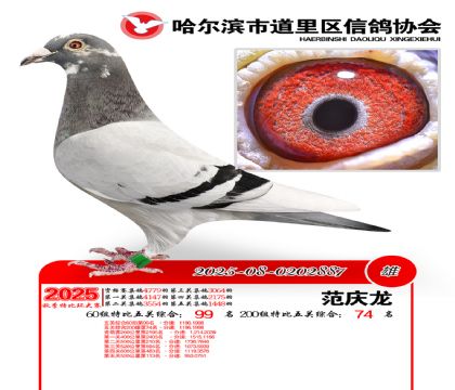 道里五关鸽王60组99名(200组74名)