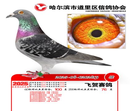 道里五关鸽王60组100名(200组76名)